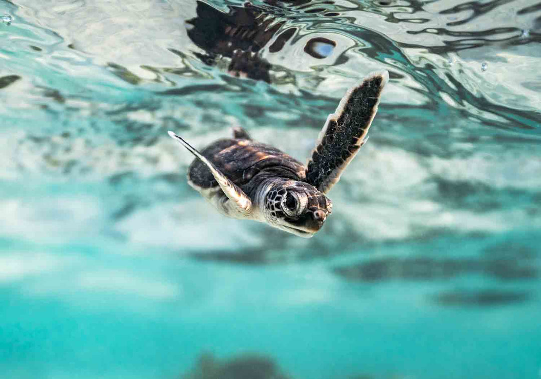 Baby turtle swimming directly at the viewer with soft blue water and golden bokeh – Flicker and Flow fine art photography by David Lloyd.