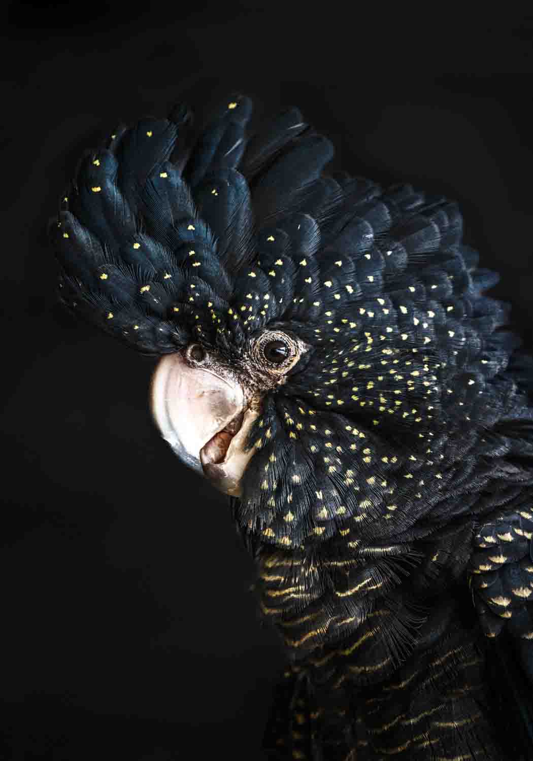 Portrait of a red-tailed black cockatoo with golden yellow spots – A Little Less Conversation fine art print by David Lloyd Photography.