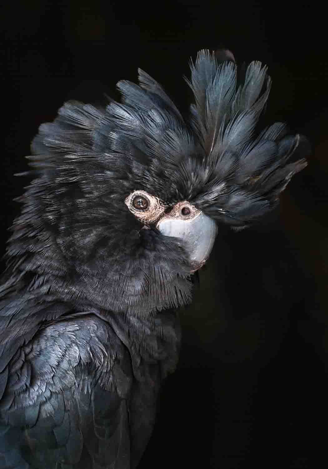 Portrait of a male red-tailed black cockatoo with vibrant red tail feathers – A Little More Action fine art photography print by David Lloyd