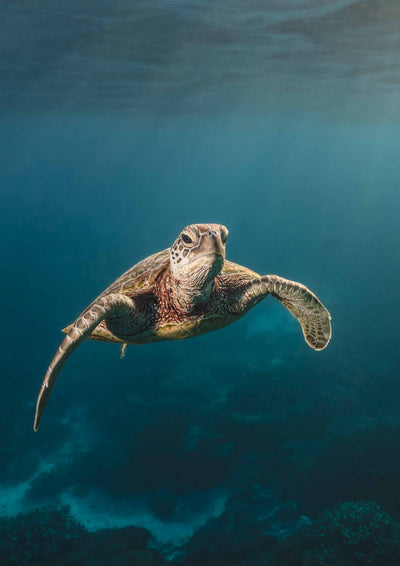 Moody turtle photograph at first light with sun beams by underwater photographer david lloyd photography