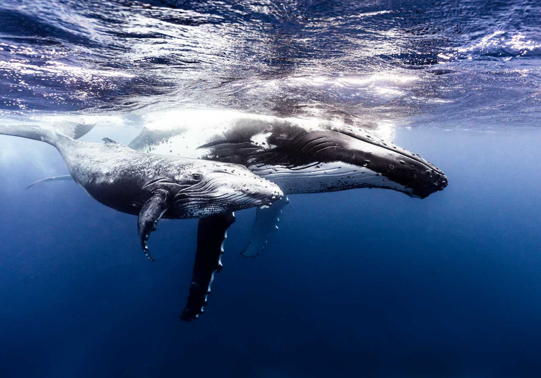 Humpback whale mother and calf swimming underwaterHumpback whale mother and calf swimming underwater