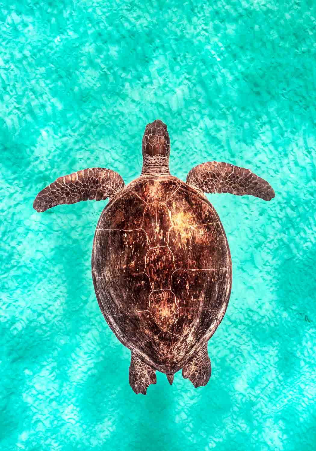 Photo of a green sea turtle swimming in turquoise water with a shell glowing coppery in soft light.