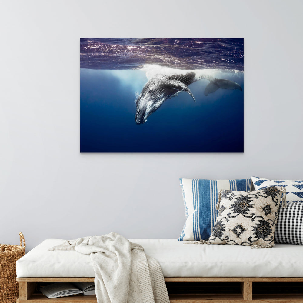 humpback whale looking into your sole captured underwater canvas artwork
