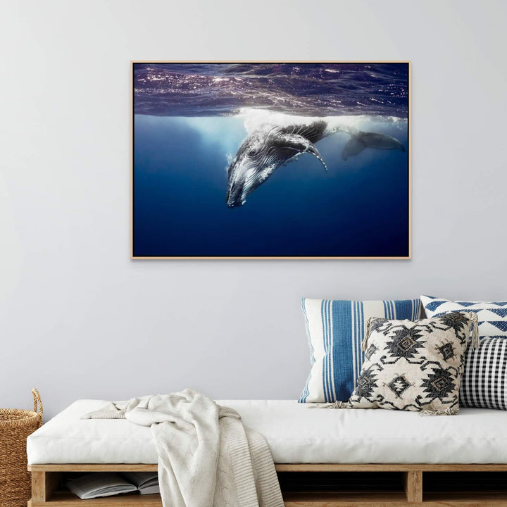 humpback whale looking into your sole captured underwater framed canvas