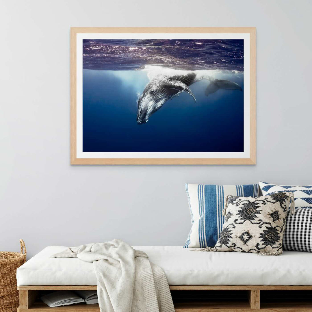 humpback whale looking into your sole captured underwater framed paper print