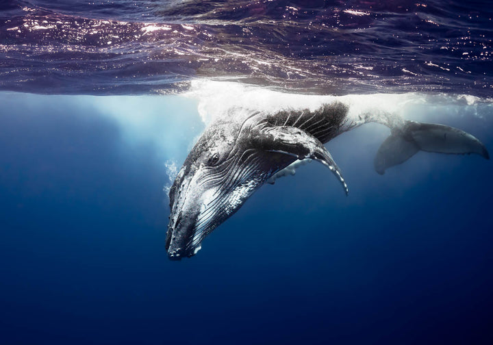 humpback whale looking into your sole captured underwater