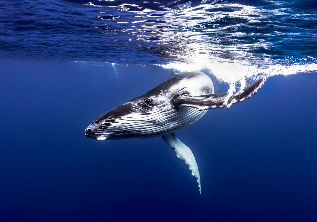 Humpback Whale Calf Dive Down Limited Edition Fine Art Photographic Print