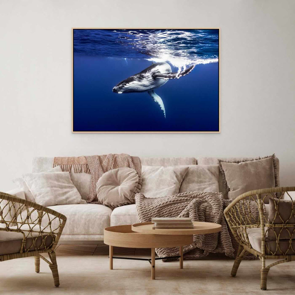 Humpback Whale Calf Dive Down Limited Edition Fine Art Photographic Print framed canvas