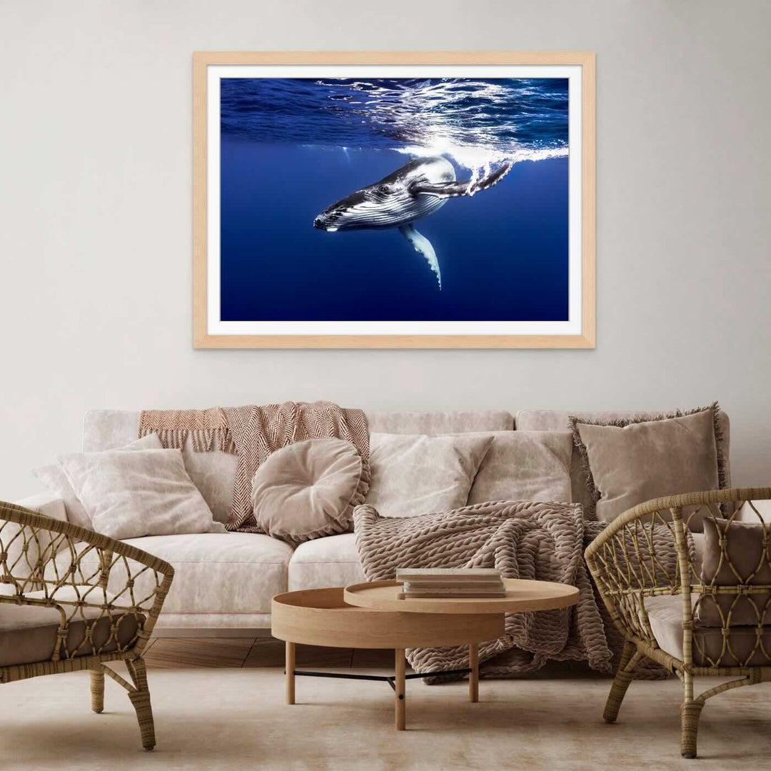Humpback Whale Calf Dive Down Limited Edition Fine Art Photographic framed paper print