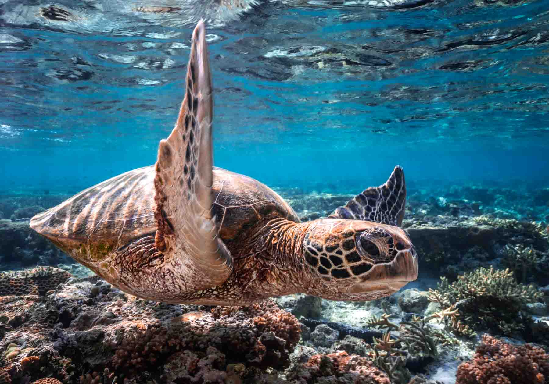 Drive By | Great Barrier Reef | Wildlife Photography – David Lloyd ...