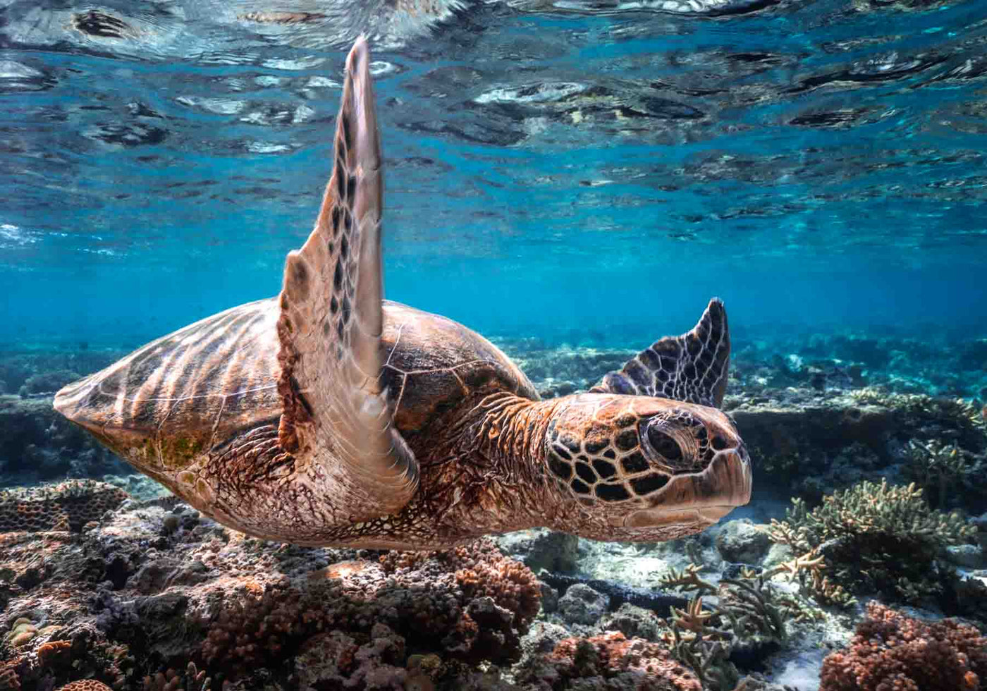 blue beaming sun rays close up turtle photograph