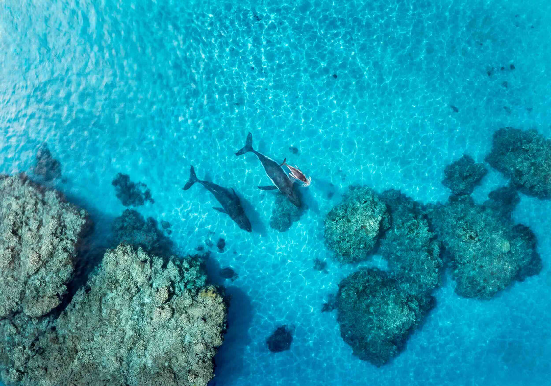 Aerial view of three whales swimming through a colourful coral reef in clear blue water, showcasing the vibrant marine life below.