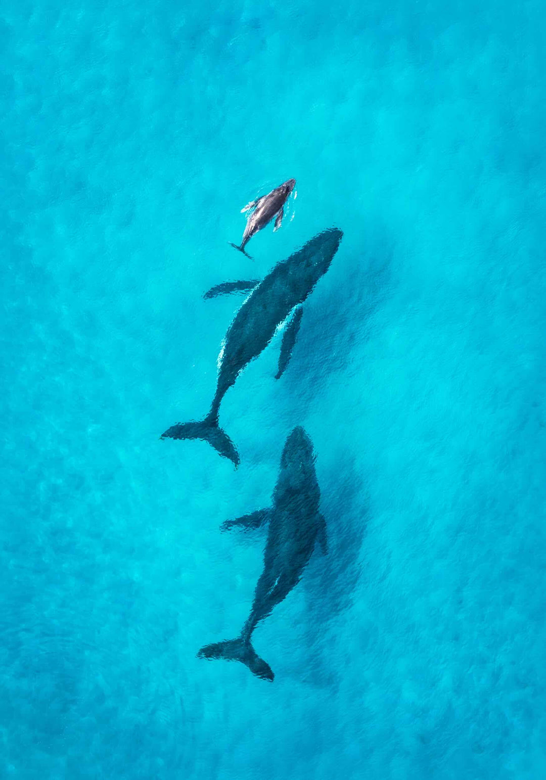 Two adult whales swimming alongside a calf in shallow blue water, creating a serene and peaceful scene of family bonding in the ocean