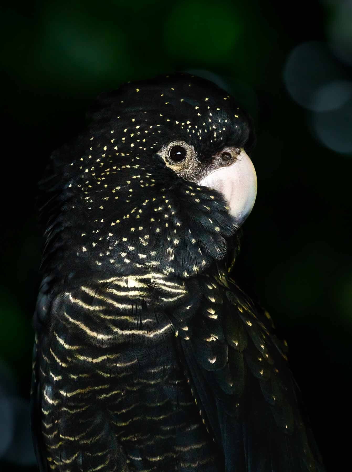 Golden touch yellow tail black cockatoo fine art photograph bokeh in background