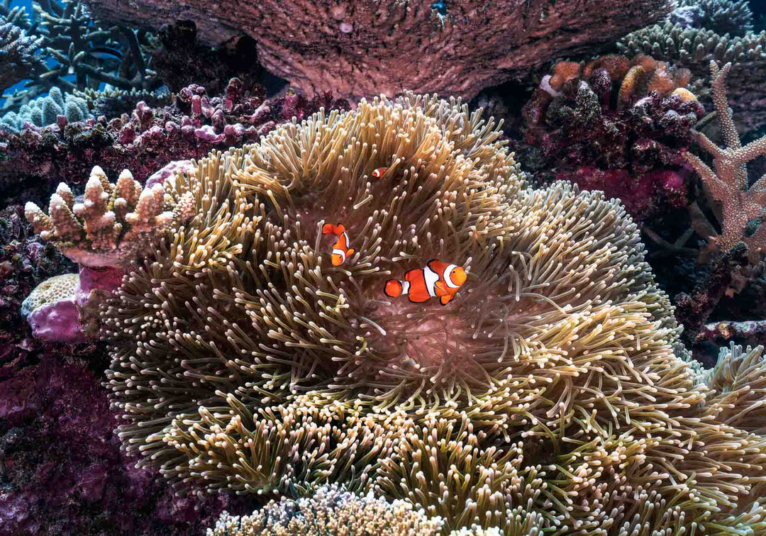 clown fish family in sea anemone captured diving on the great barrier reef