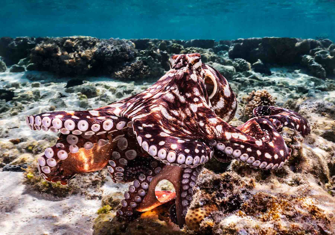 octopus photographed on the great barrier reef fine art photograph