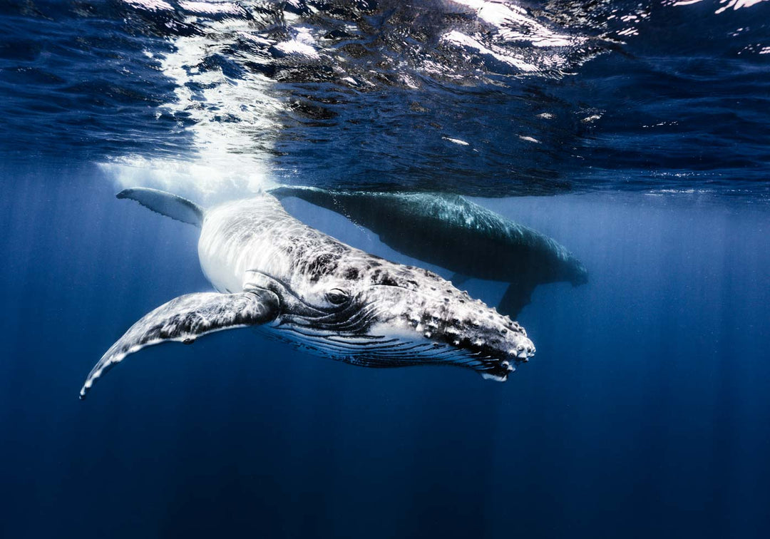 Humpback Whale Fine Art Photograph