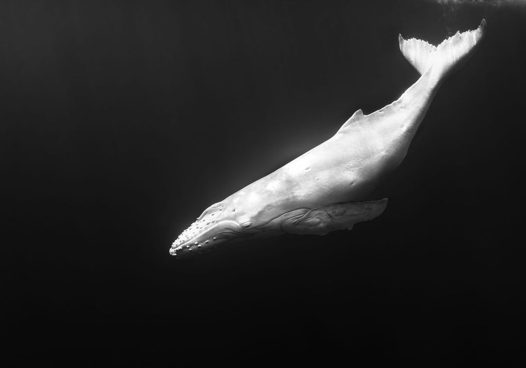  A rare albino whale calf named Mahina swimming in the ocean, with its distinctive white skin glowing against the deep blue waters, captured in a breathtaking and unique moment.