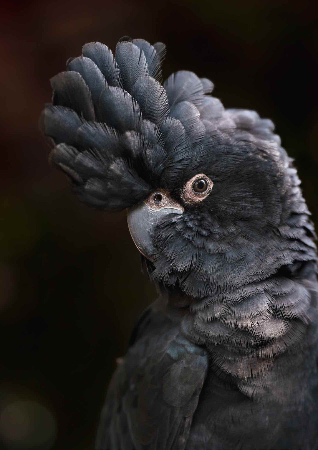 Max the red tailed black cockatoo photograph by david lloyd photography