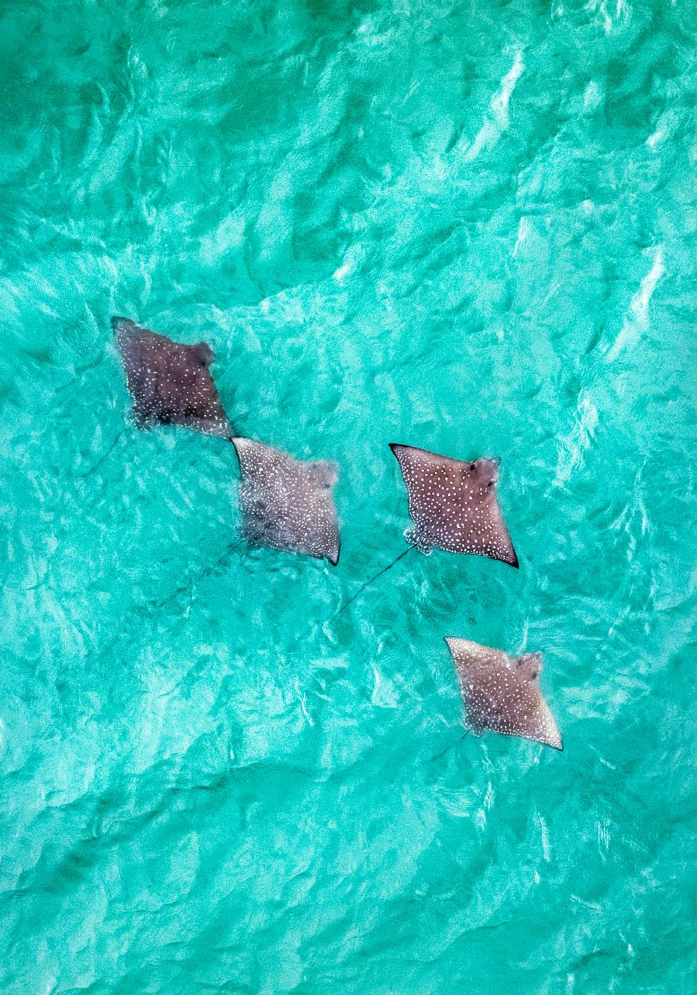 fever of White spotted eagle rays aerial photograph