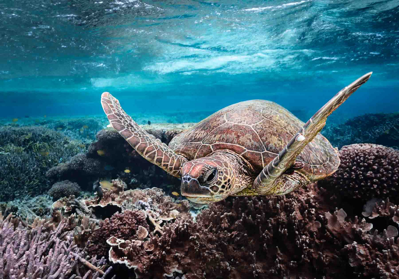 stuck in traffic turtle photograph surrounded by coral reef