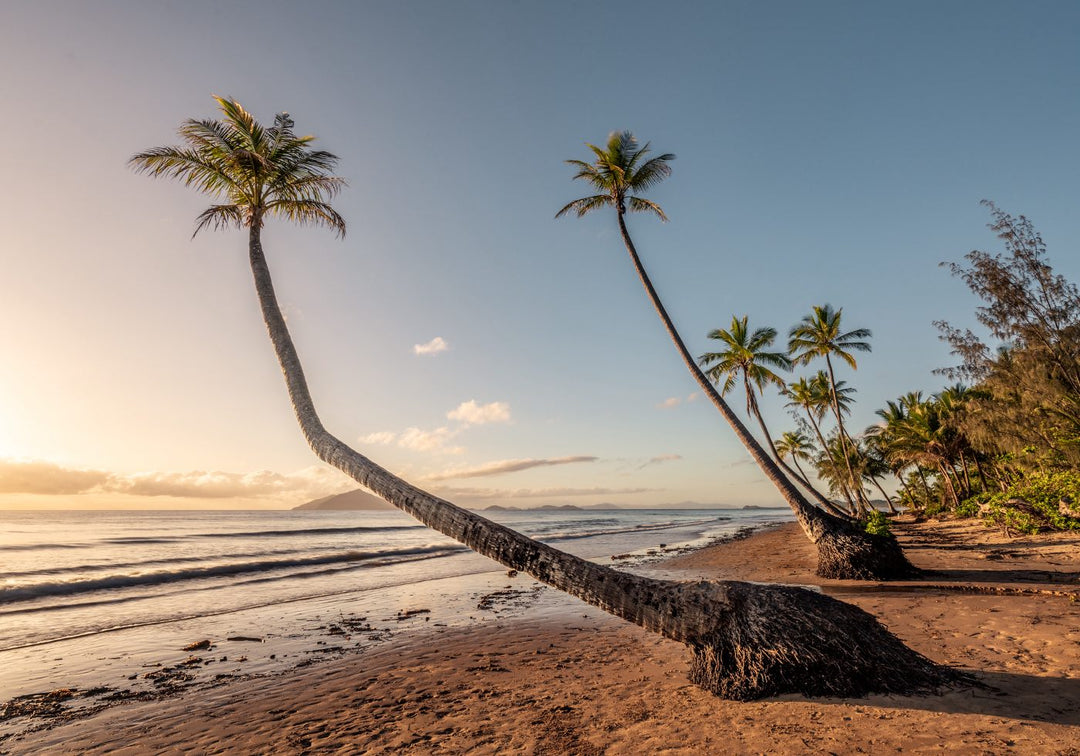 Mission Beach sunrise palm trees on the beach