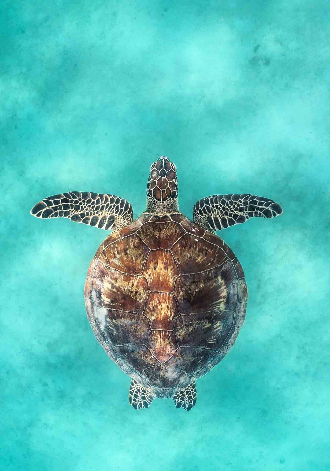 technicolour beat fitzroy island turtle photography