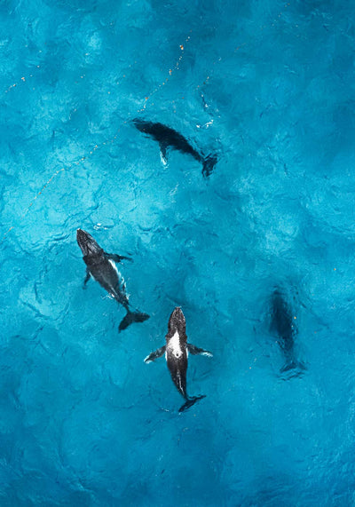 humpback whales aerial photography in the shallows