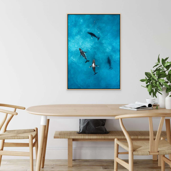 humpback whales aerial photography framed canvas