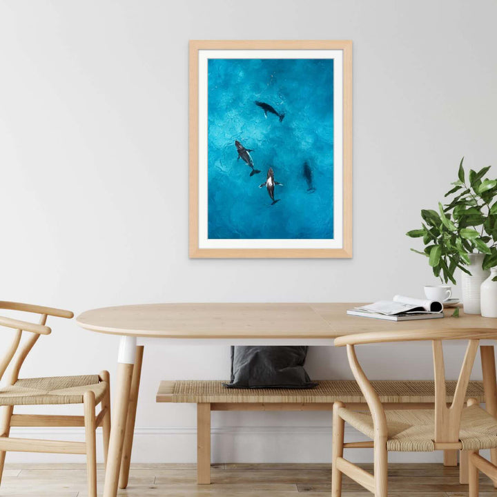 humpback whales aerial photography framed paper print