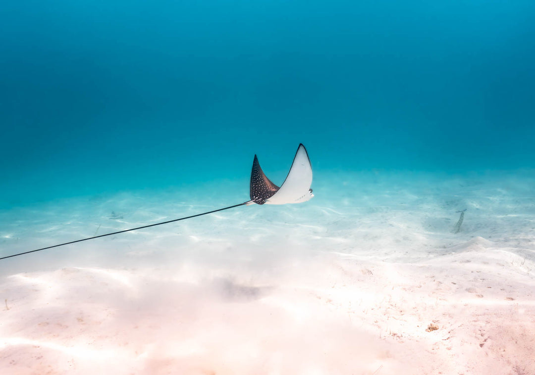 Landscape underwater photo of an eagle ray swimming along the sandy ocean floor.