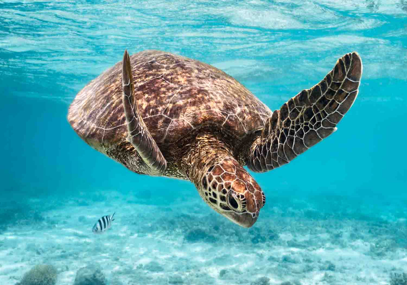 Underwater photograph of a green sea turtle swimming downward surrounded by reef life in clear water.