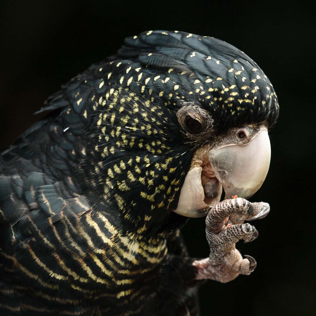Australian wildlife photographer david lloyd photography 