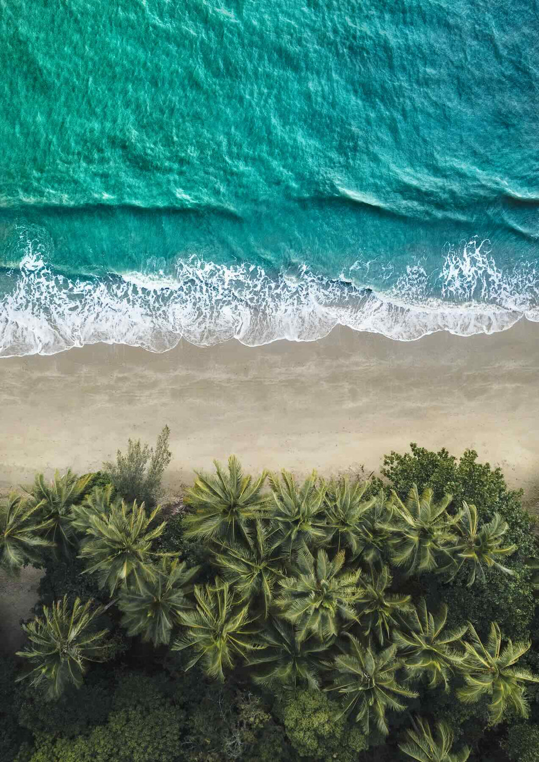 Aerial view of palm trees on Four Mile Beach in Port Douglas, with lush greenery leading into the clear blue sea – tropical "City of Palms" print.