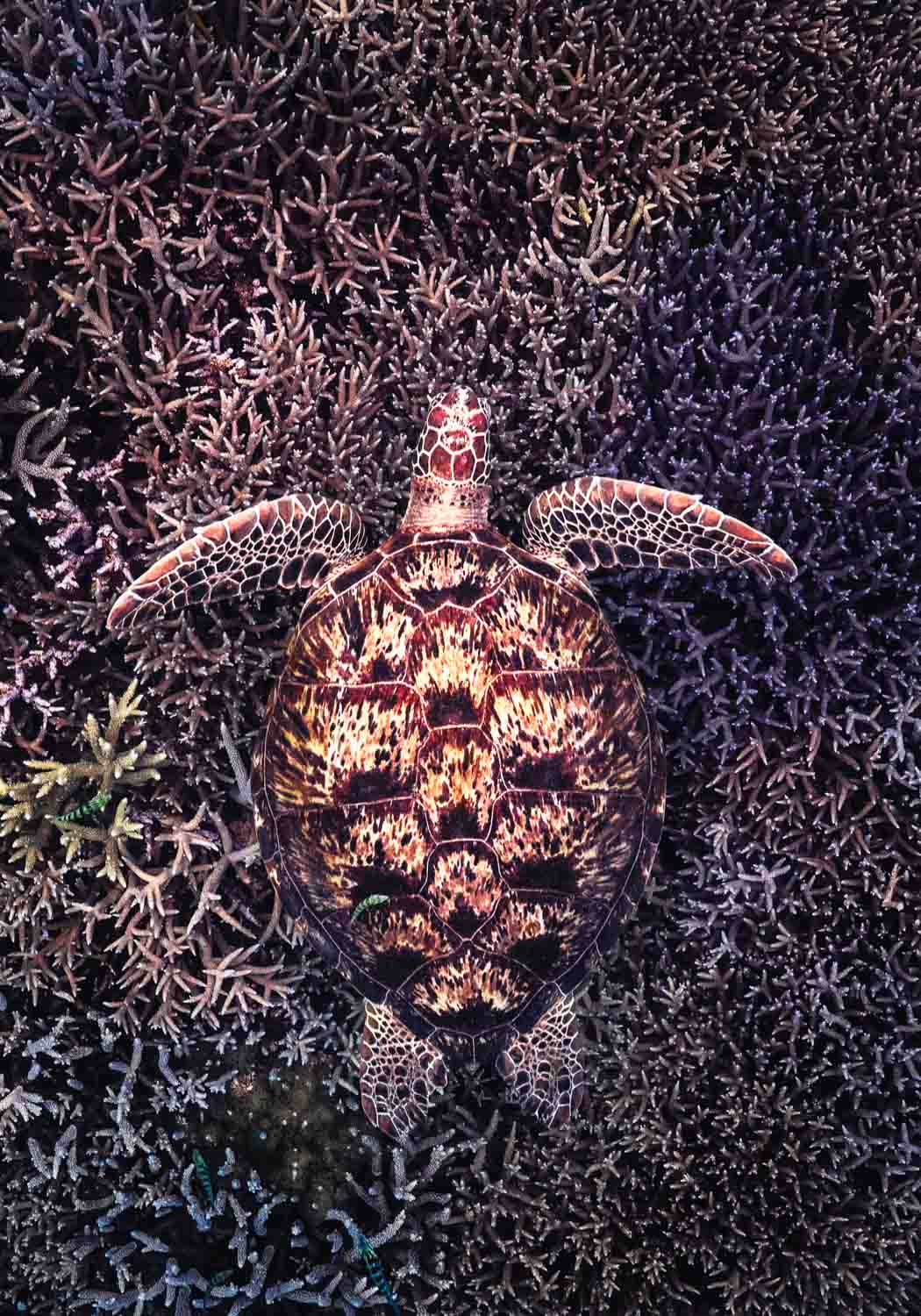 Coral Labyrinth - Turtle | Reef Underwater Photography