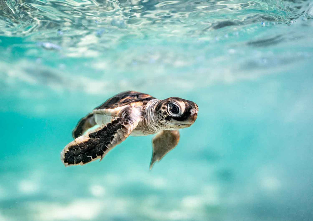 Ocean photography with soft blue water and gentle ripples – Guided by the Sea fine art photography print by David Lloyd, limited edition of 250.