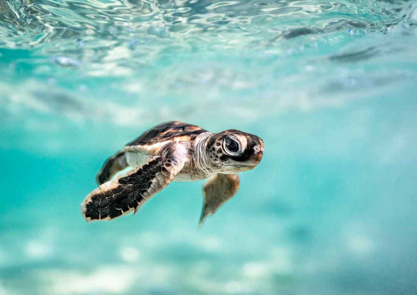 Ocean photography with soft blue water and gentle ripples – Guided by the Sea fine art photography print by David Lloyd, limited edition of 250.