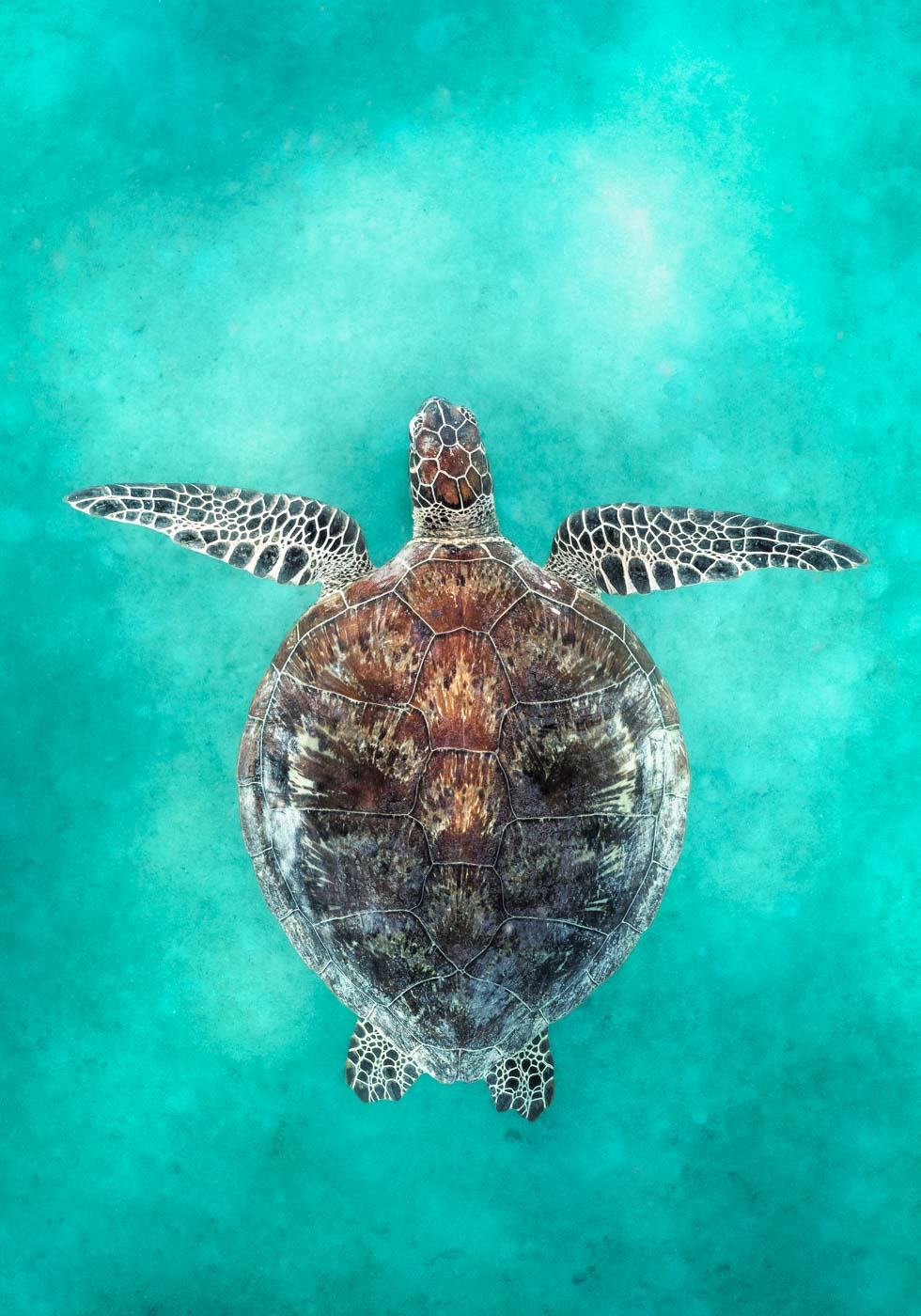 Fitzroy Island, Far North Queensland turtle photograph