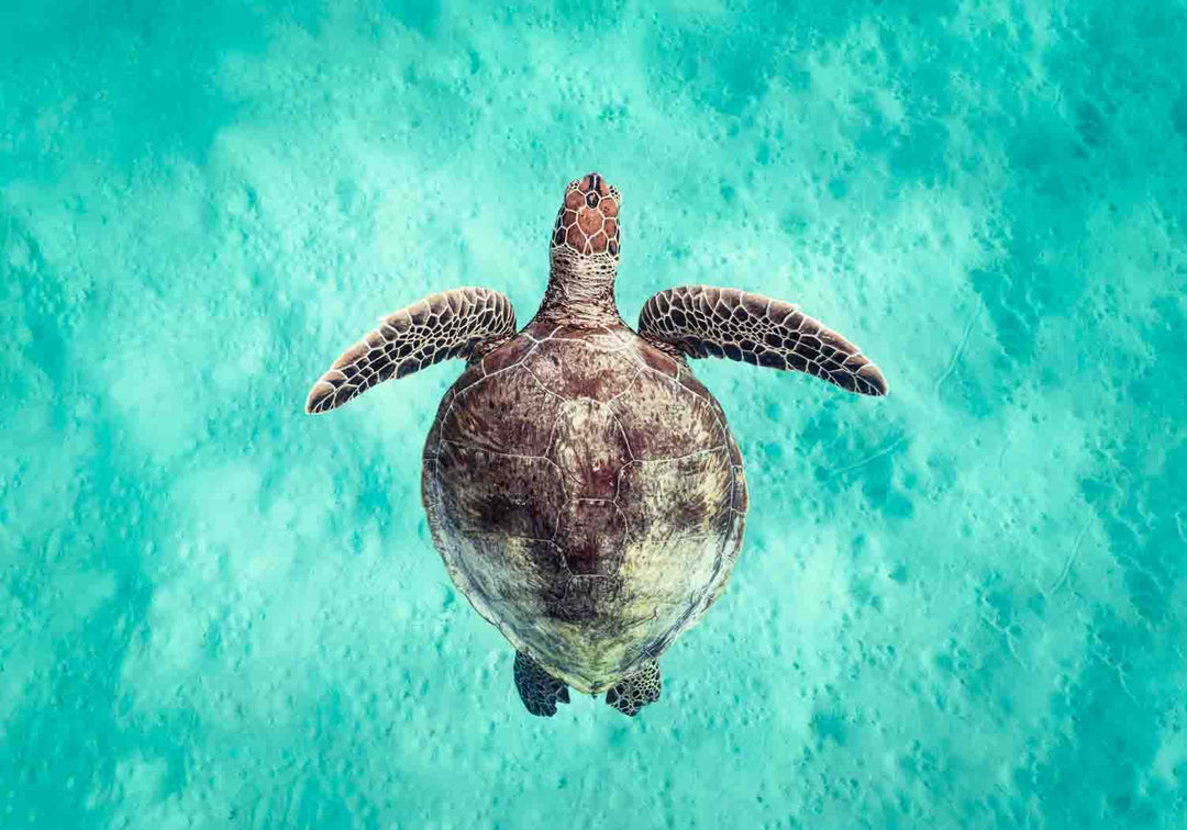  Underwater photo of a sea turtle rising toward the surface over soft turquoise sand, captured from above.