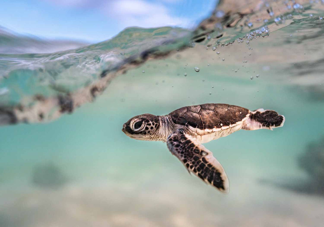 Underwater photograph of a baby turtle swimming over pale sand with a soft blue-green ocean and distant skyline.