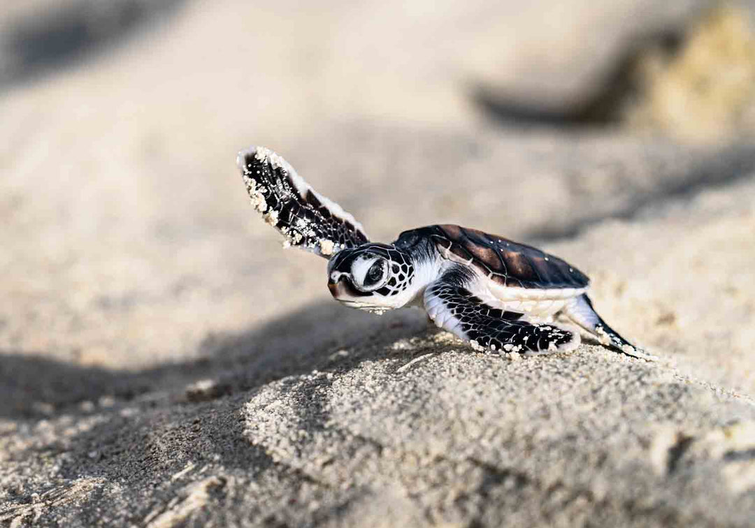Newly hatched baby turtle crossing sandy dunes – fine art photographic print by David Lloyd