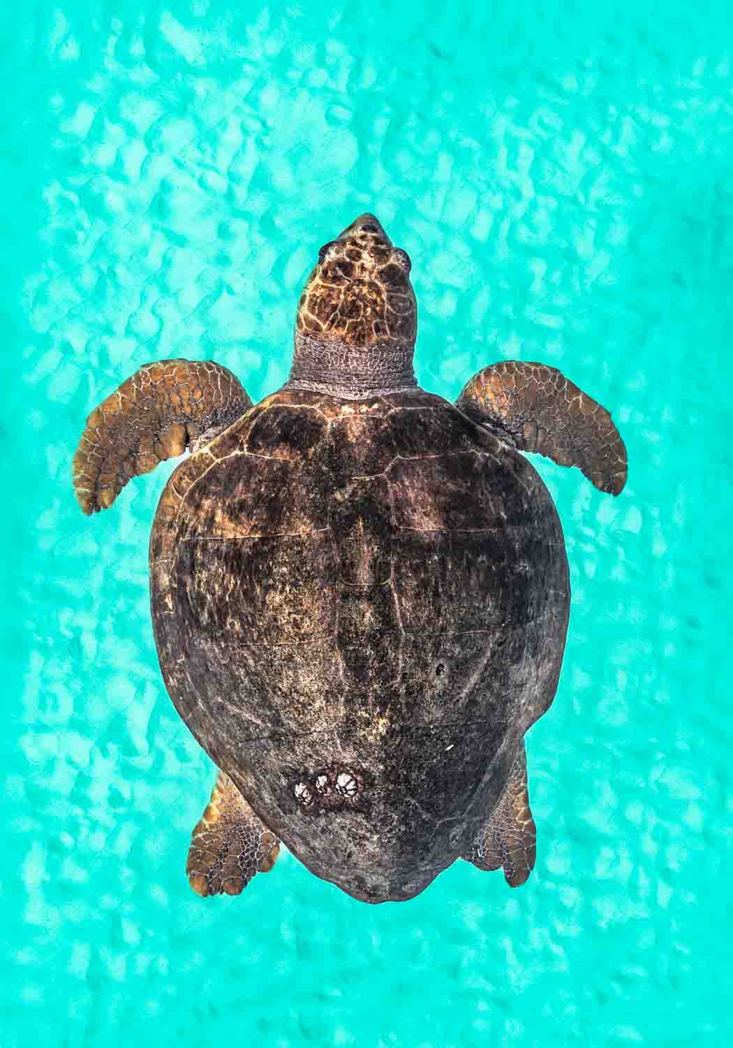 Underwater photo of a loggerhead turtle with a rust-colored shell swimming over sunlit sand.