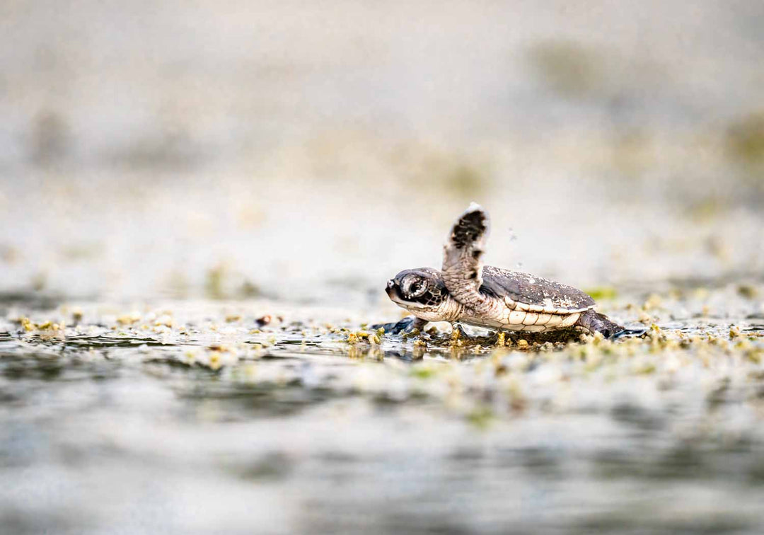 Underwater photo of a newborn sea turtle swimming in shallow water with a glowing horizon in the distance.
