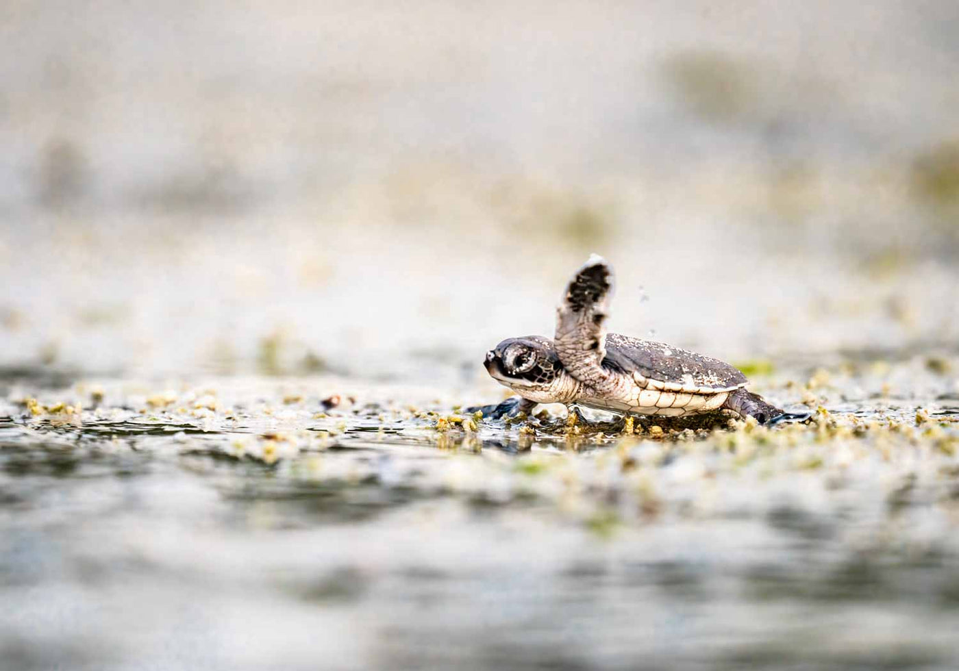 Underwater photo of a newborn sea turtle swimming in shallow water with a glowing horizon in the distance.