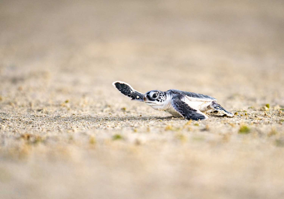 Photo of a baby sea turtle hatchling sprinting across sunlit sand toward the ocean.