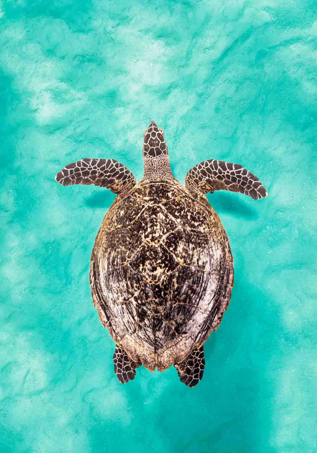 Photo of a hawksbill turtle swimming over vibrant coral reefs, showing its patterned shell.