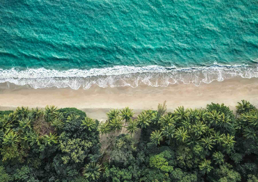 Tropical Tapestry aerial view of palm trees forming a pattern on Four Mile Beach in Port Douglas, leading to the turquoise sea – coastal tropical print.