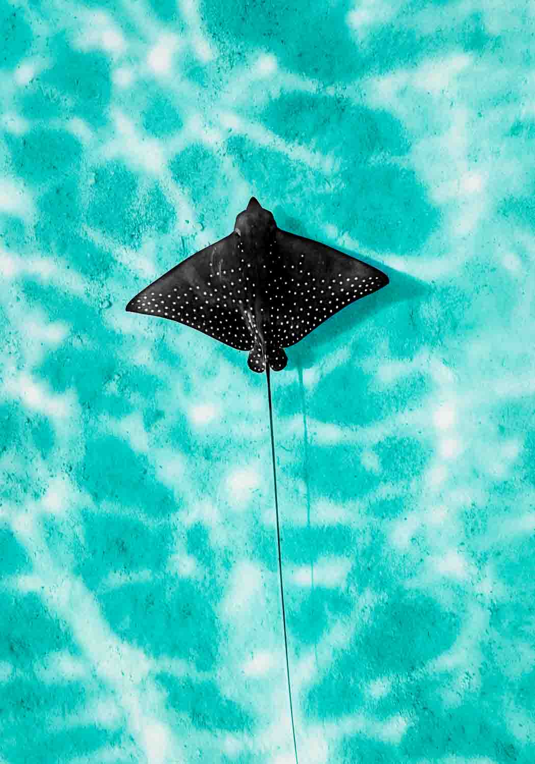  Overhead photo of an eagle ray swimming through bright turquoise water, its wings outstretched and centered in frame.