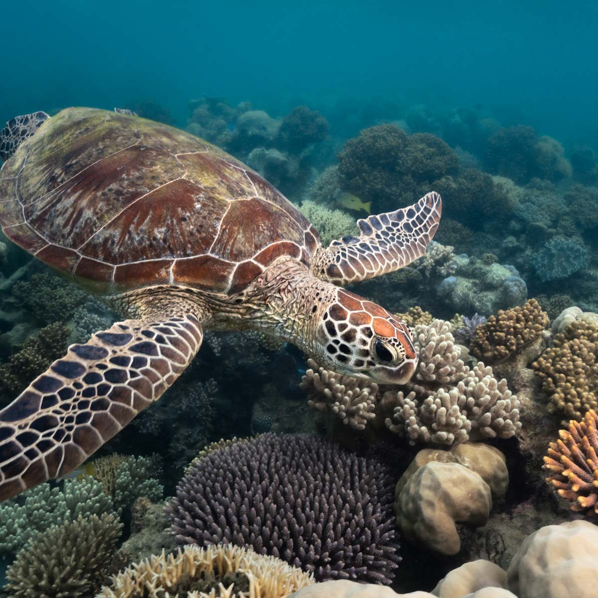 turtle swimming over coral garden at mackay cay on the great barrier reef