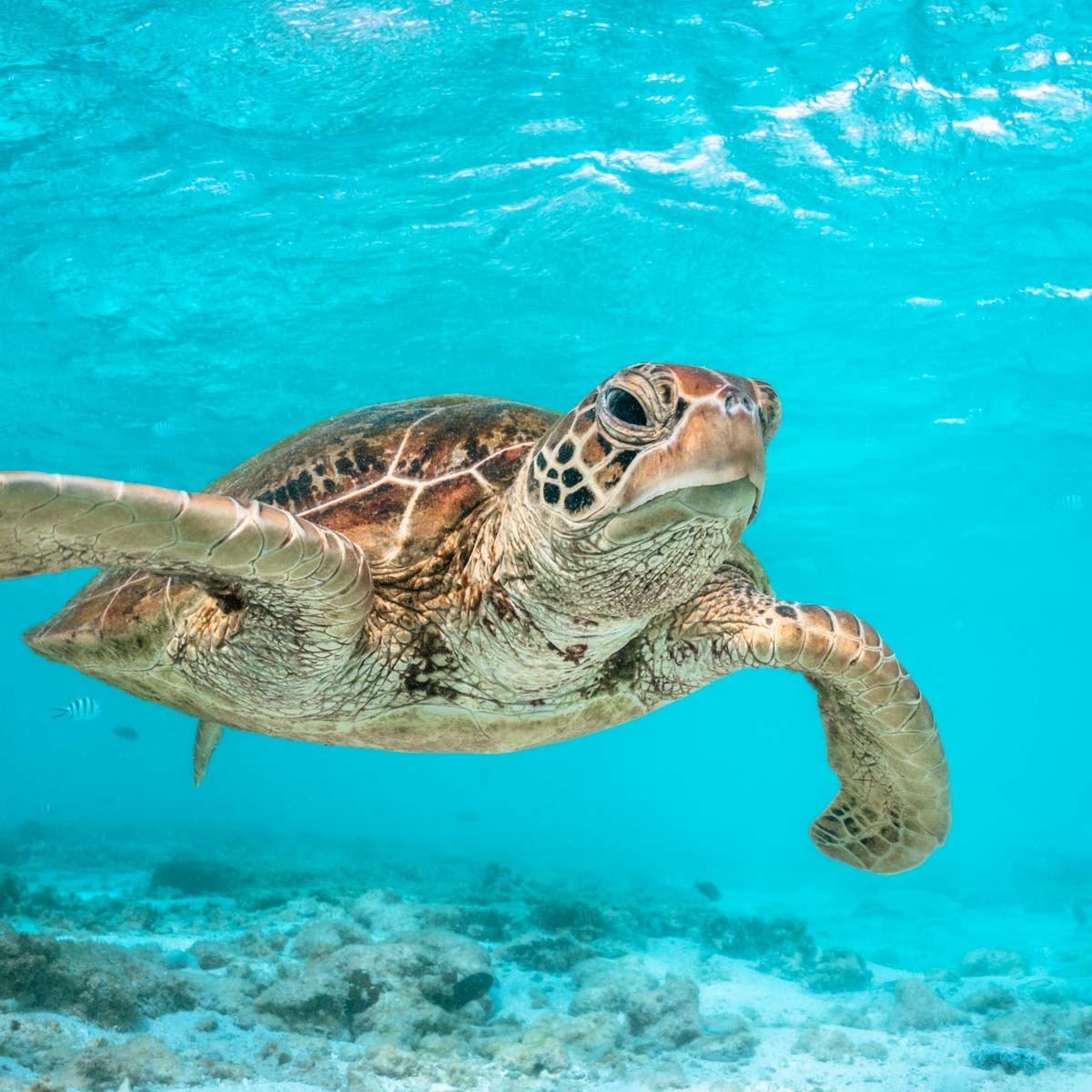underwater photograph of turtle captured by david lloyd photography